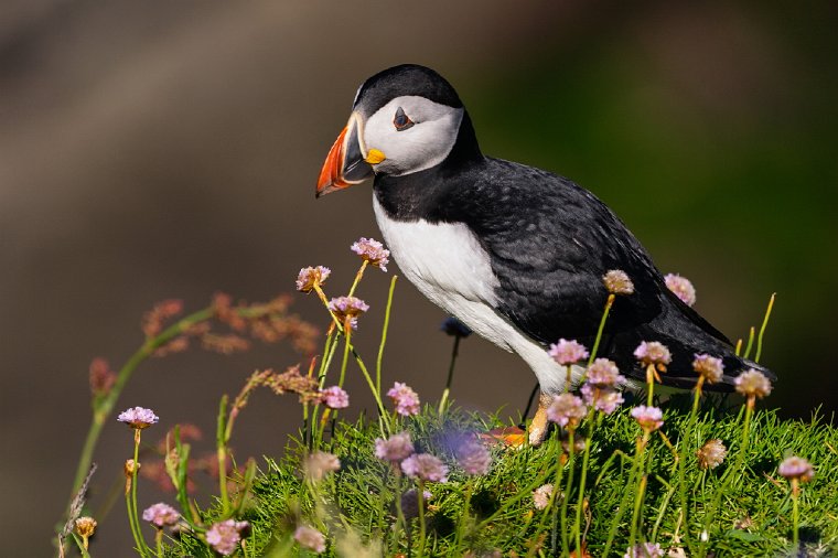 112 Treshnish eilanden, papegaaiduiker.jpg